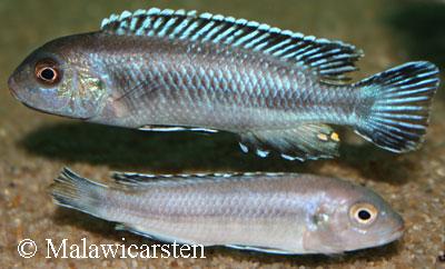 Melanochromis perileucos