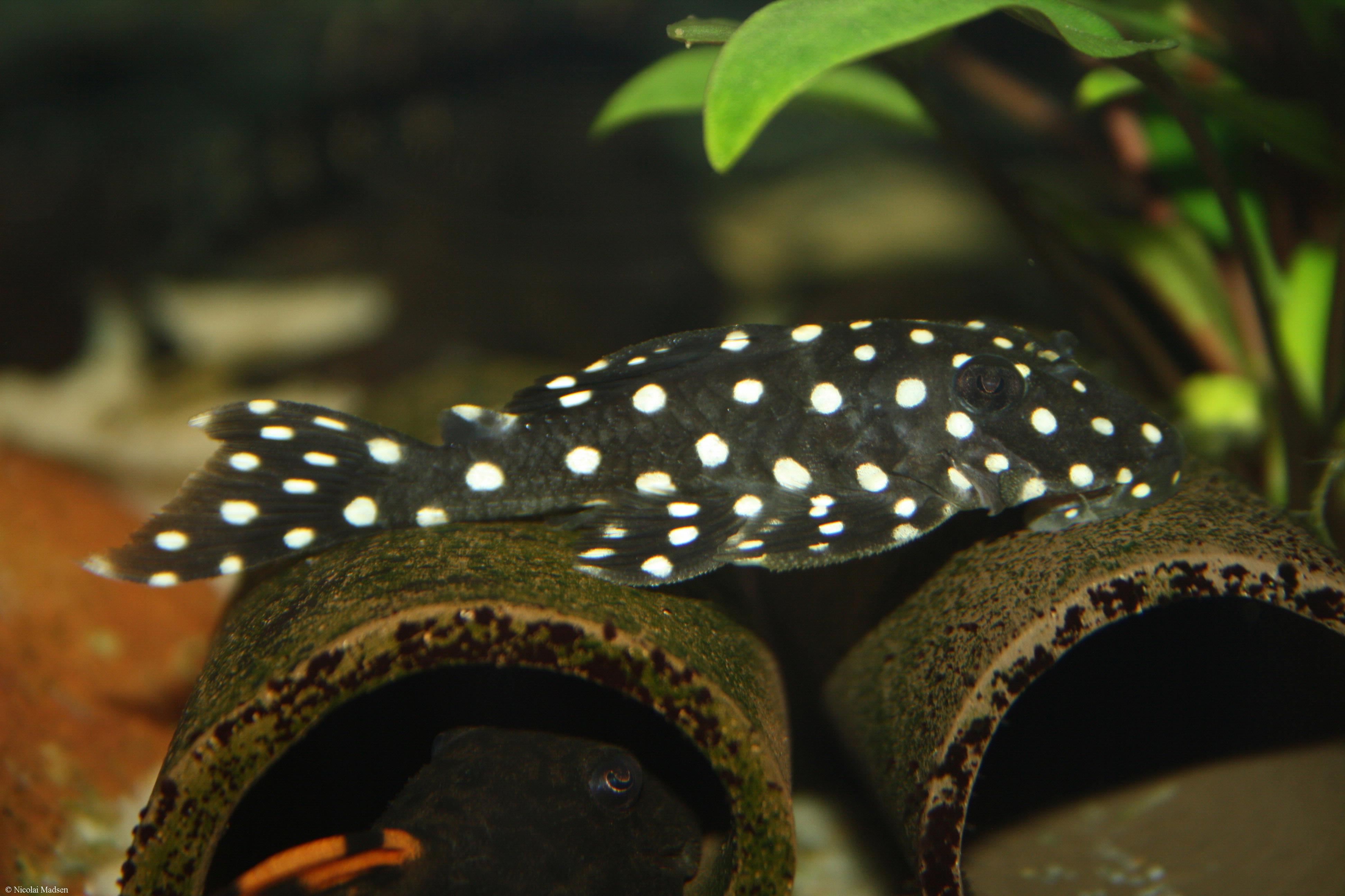 Baryancistrus sp. LDA33, L142