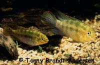 Pelvicachromis sp. aff. subocellatus