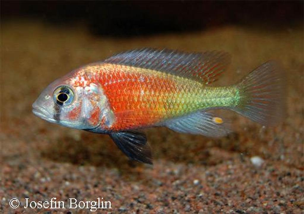 Ptyochromis sp. "hippo point salmon"