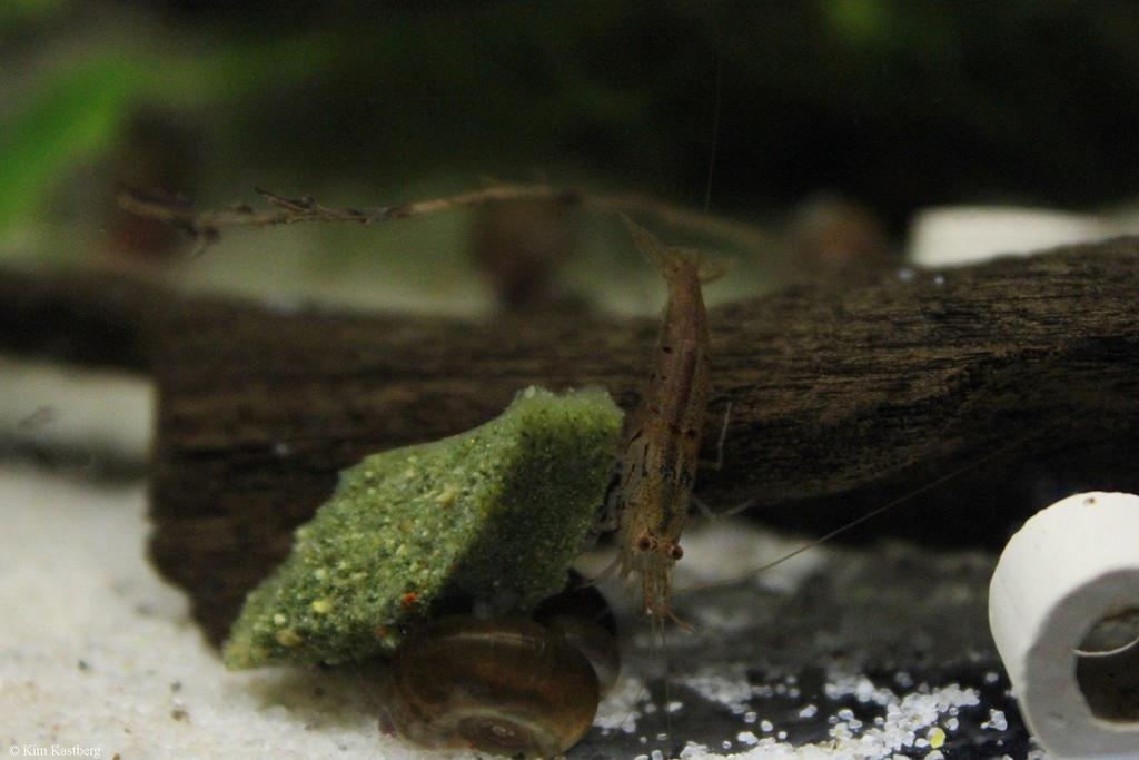 Caridina cantonensis