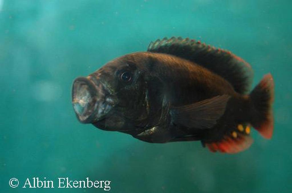 Pundamilia macrocephala