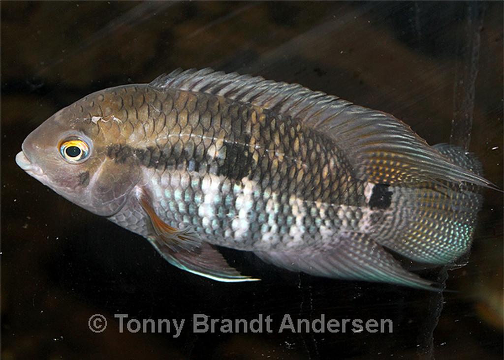 Cichlasoma amazonarum