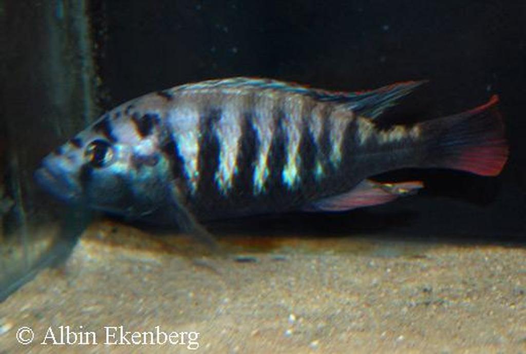 Pundamilia pundamilia