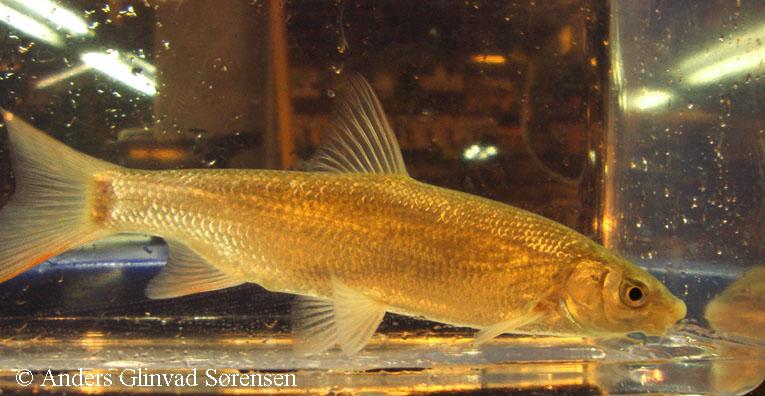 Ctenopharyngodon idella