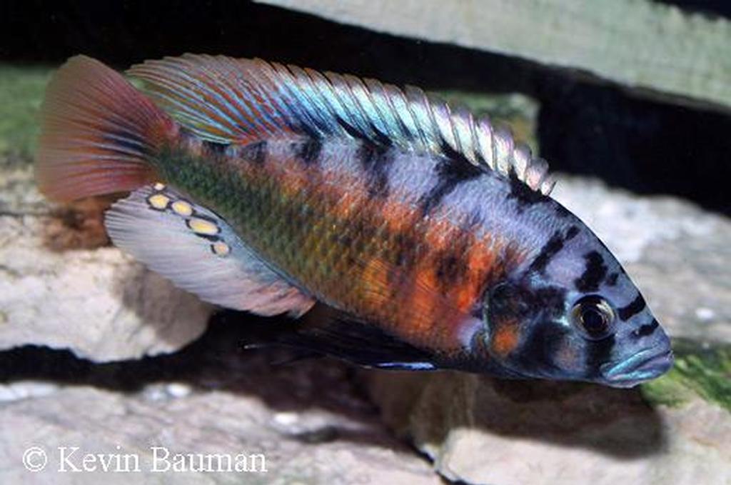 Pundamilia sp. "red flank"