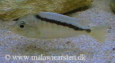Mylochromis anaphyrmus