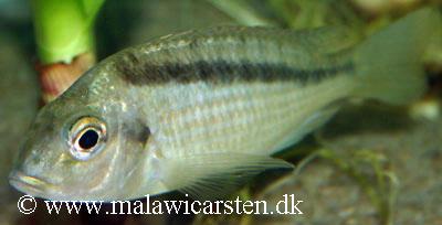 Mylochromis balteatus