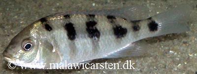 Mylochromis ericotaenia