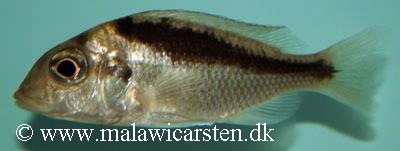 Mylochromis guentheri