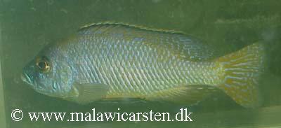 Mylochromis labidodon