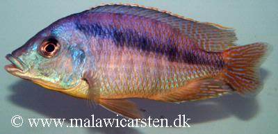 Mylochromis melanotaenia