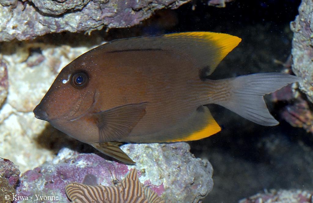 Ctenochaetus tominiensis