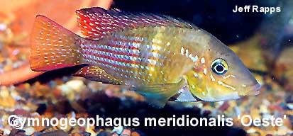 Gymnogeophagus meridionalis