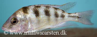 Mylochromis mola