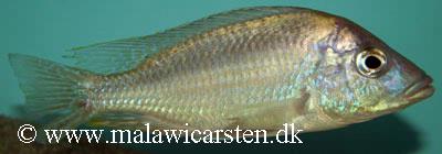 Mylochromis sphaerodon