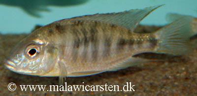 Mylochromis subocularis