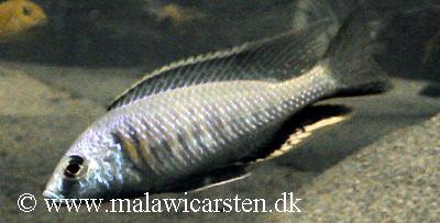Nyassachromis leuciscus