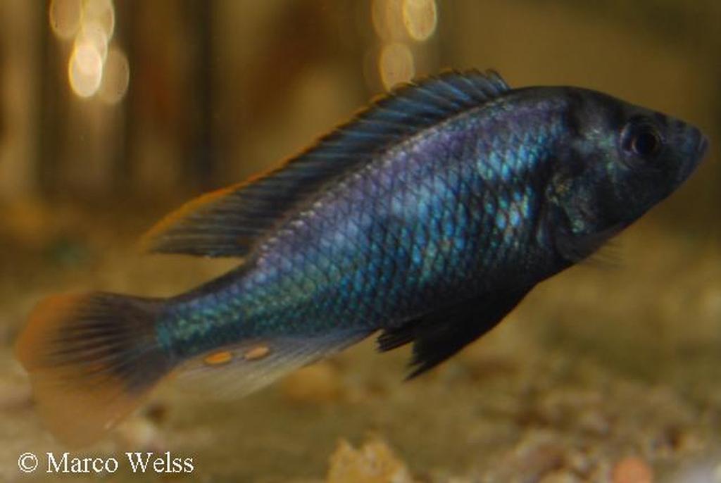 Haplochromis sp. "tipped blue"