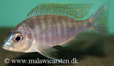 Nyassachromis microcephalus
