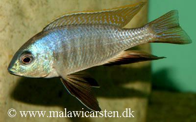 Nyassachromis prostoma