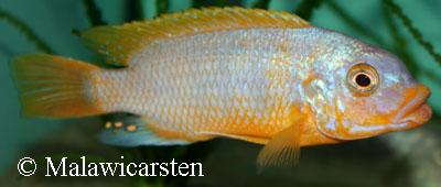 Petrotilapia sp. "ruarwe"