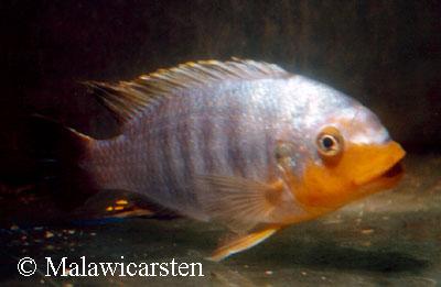 Petrotilapia sp. "yellow chin"