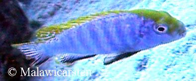 Pseudotropheus perspicax