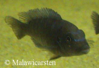 Pseudotropheus sp. "aggressive yellow fin"