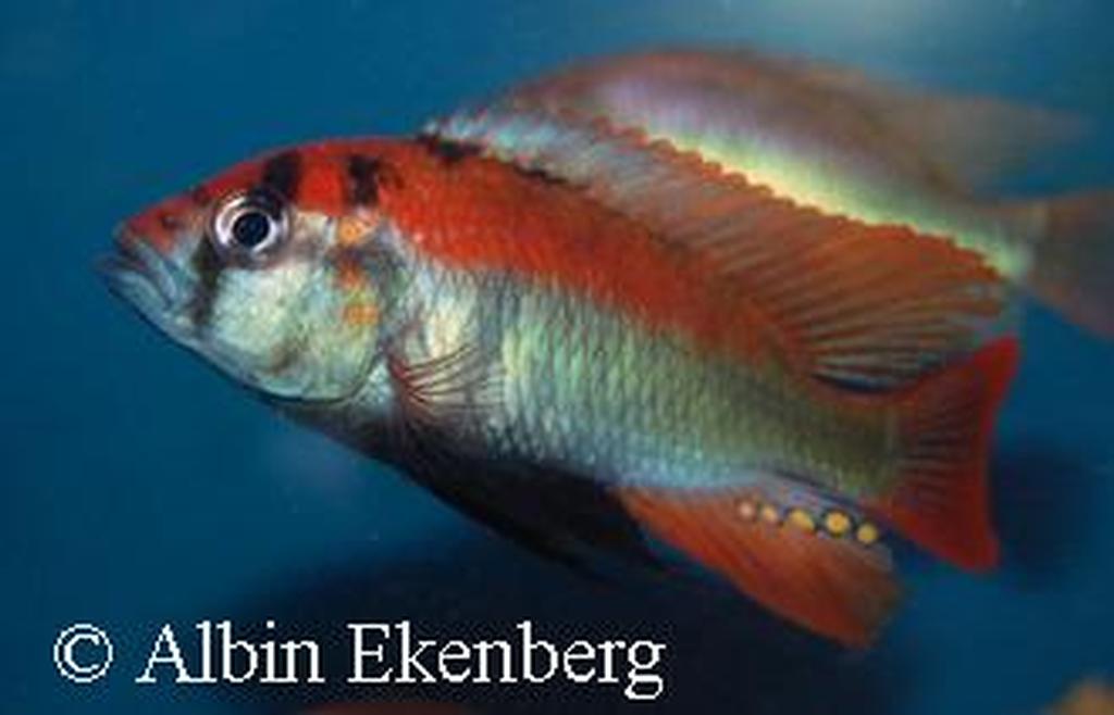 Haplochromis sp. "flameback"