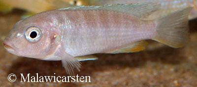 Pseudotropheus sp. "ndumbi gold"