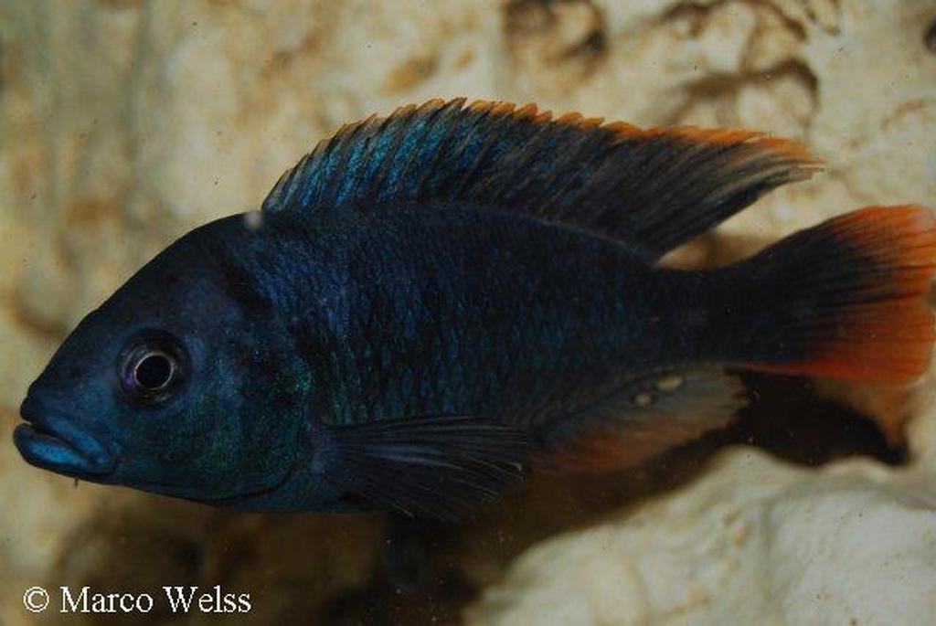 Neochromis sp. "bihiru scraper"