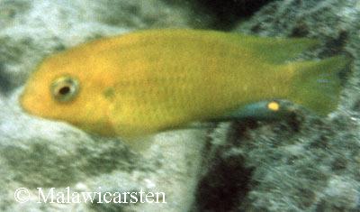 Tropheops sp. "gome yellow"