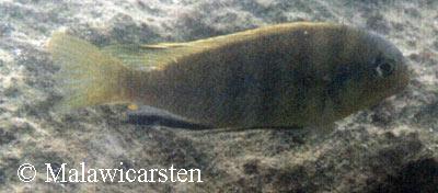 Tropheops sp. "maleri yellow"