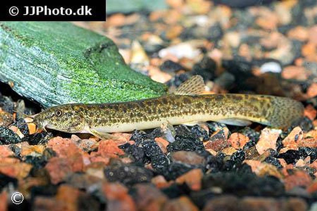 Misgurnus anguillicaudatus