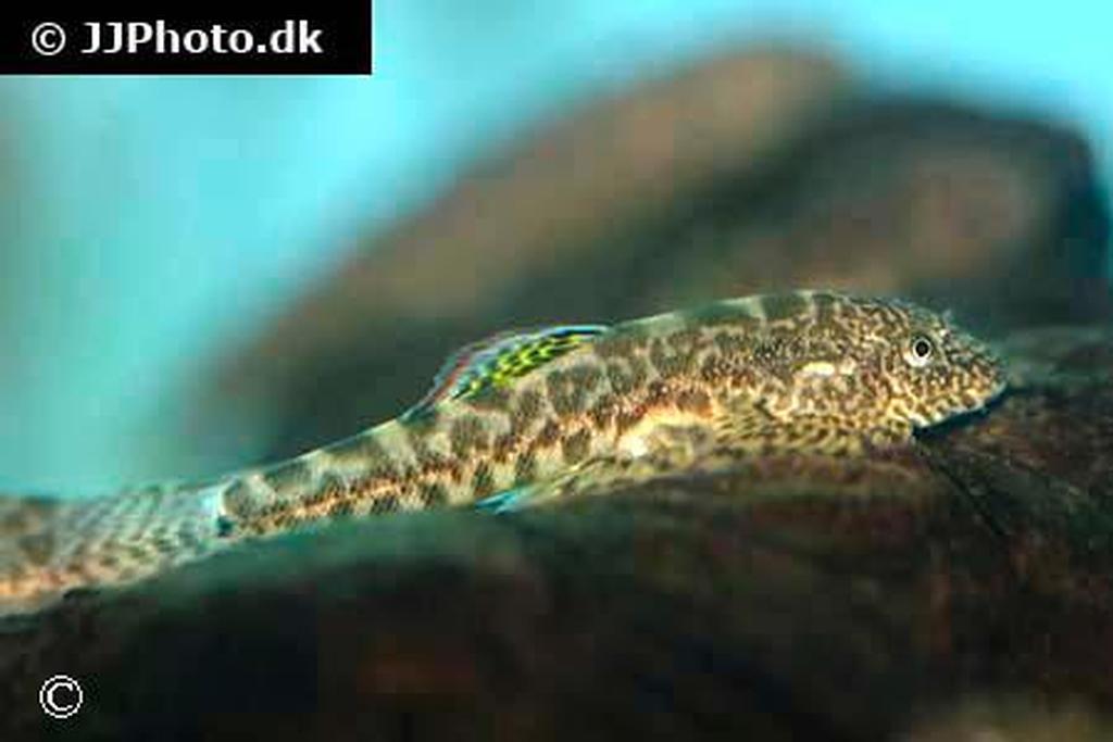 Pseudogastromyzon myersi