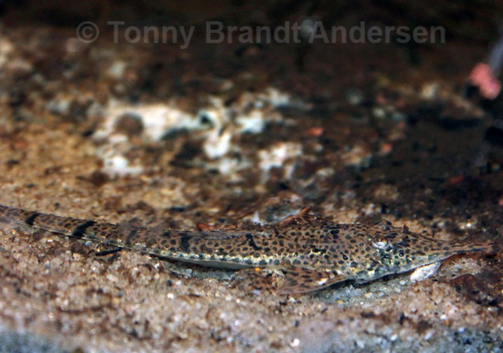 Hemiodontichthys acipenserinus