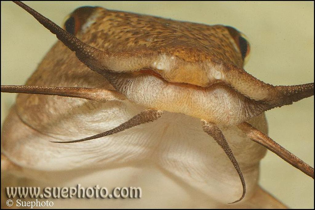 Auchenoglanis occidentalis