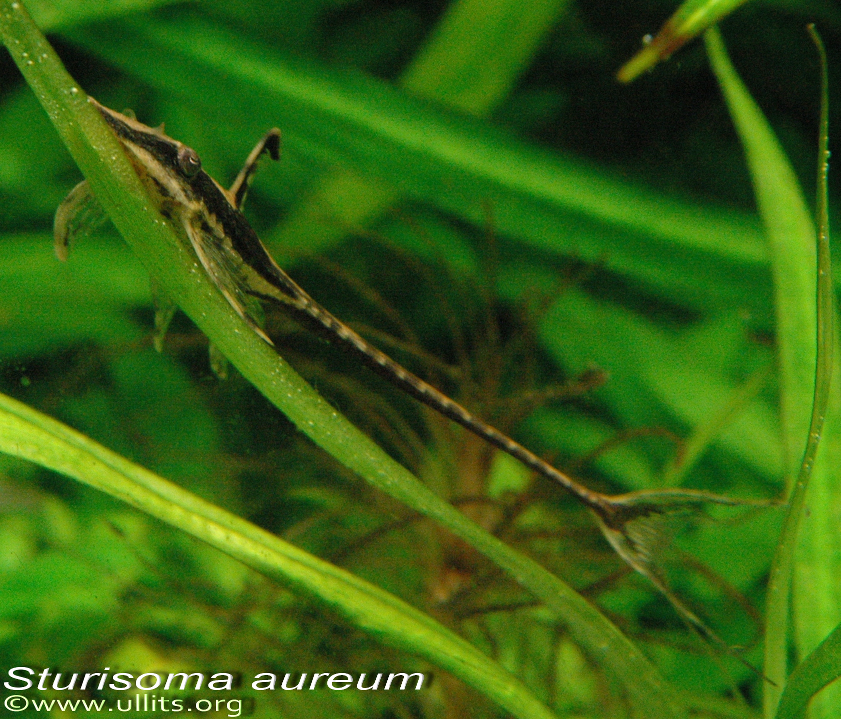 Sturisoma aureum