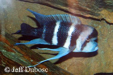 Cyphotilapia gibberosa