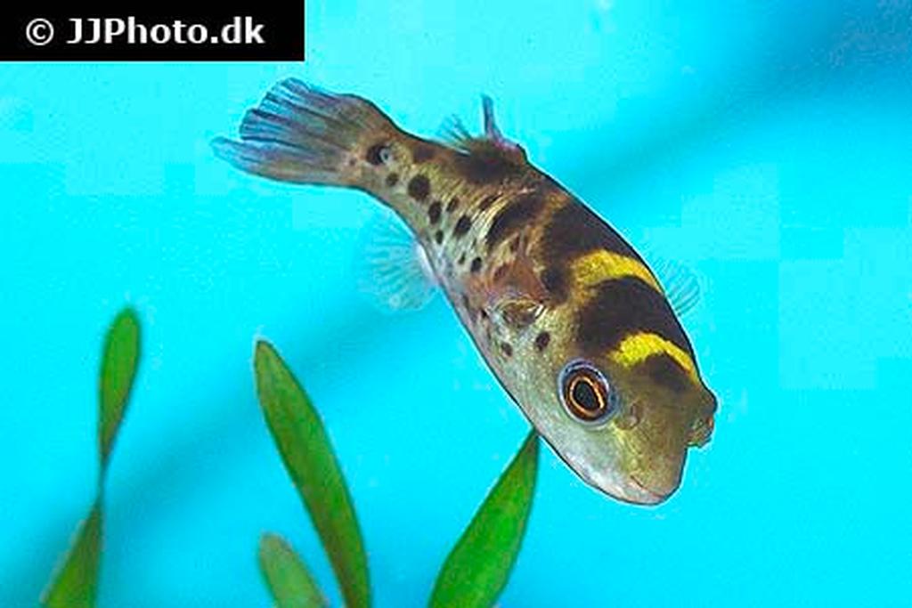 Tetraodon fluviatilis