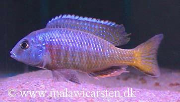 Otopharynx argyrosoma