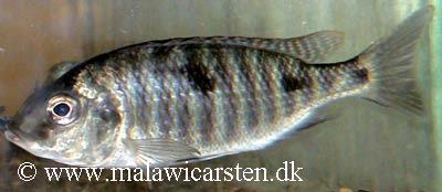 Otopharynx auromarginatus