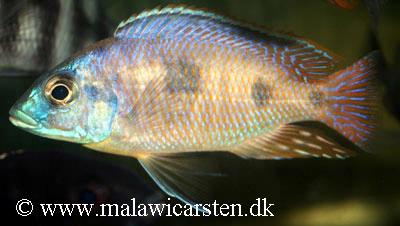 Otopharynx heterodon