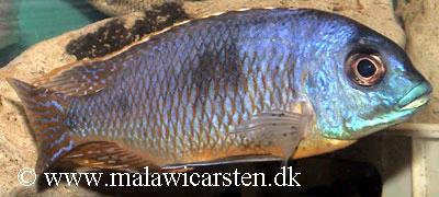 Otopharynx sp. "auromarginatus margrette"