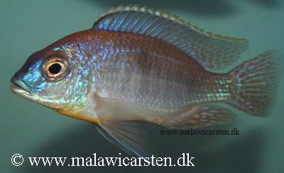 Otopharynx sp. "auromarginatus mara"