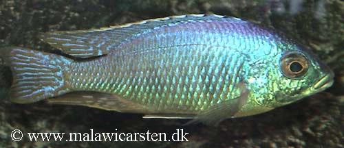 Placidochromis sp. "jalo"