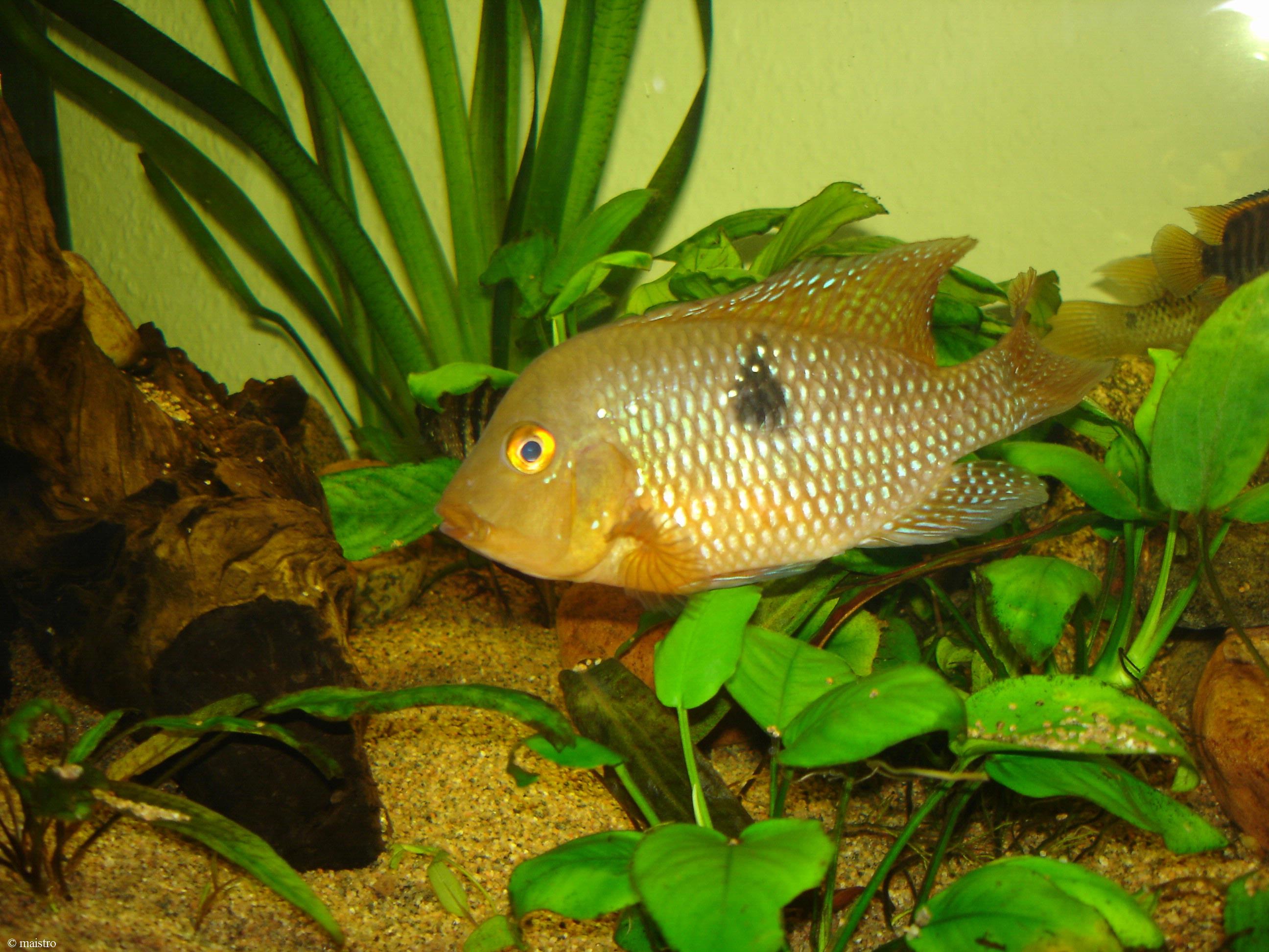Geophagus brasiliensis