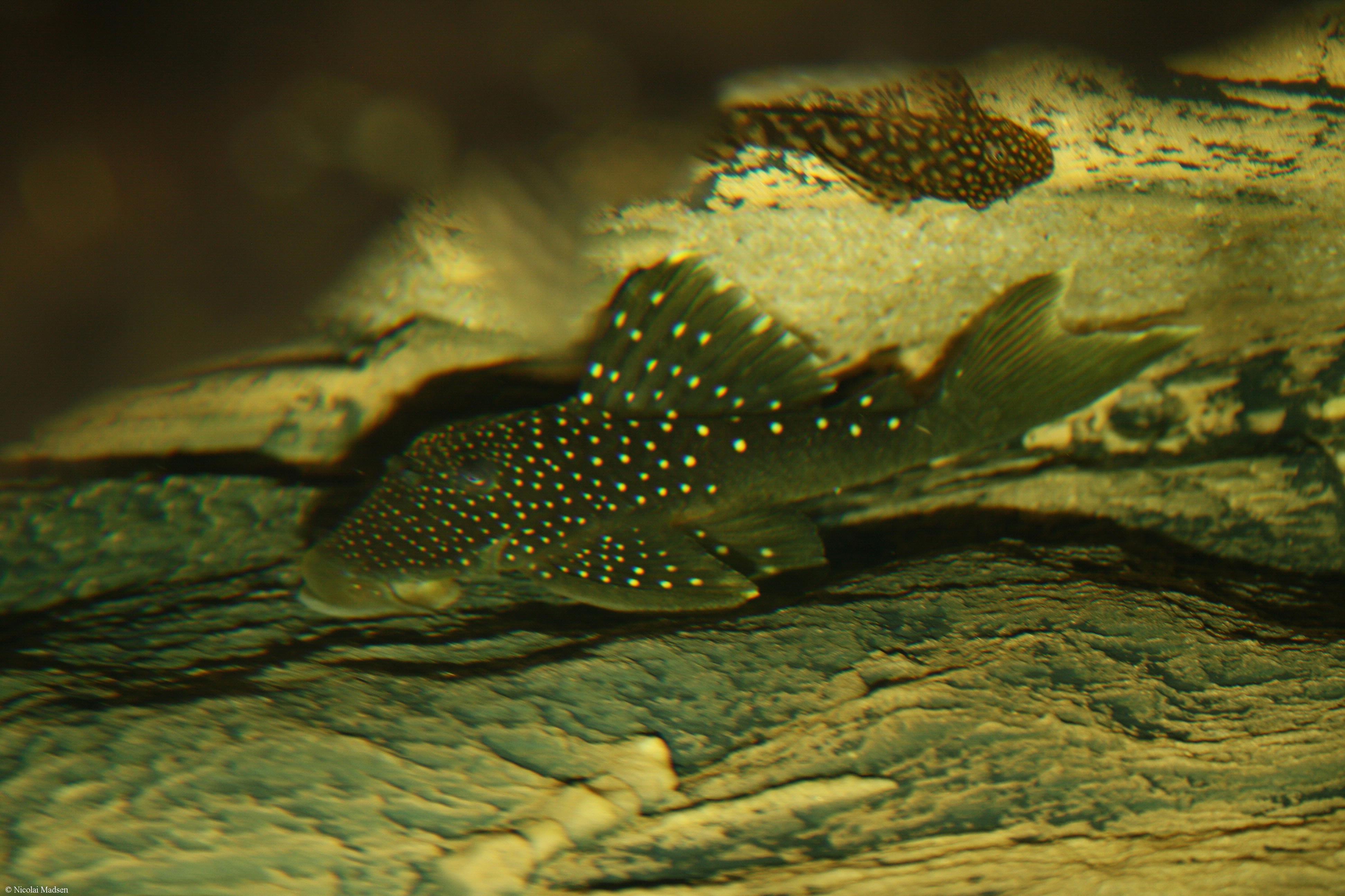 Hemiancistrus sp. L128