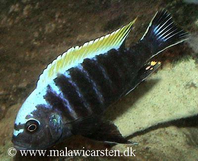 Cynotilapia aurifrons